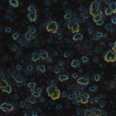 Mayco Color Jungle Gems Obsidian
