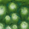 Mayco Color Jungle Gems Spotted Kiwi