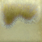 Mayco Color Specialty Glaze Clear Cascade