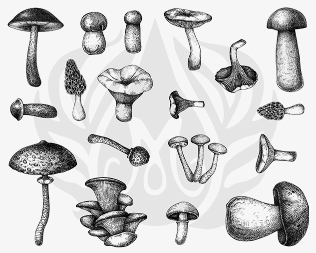 Mayco Silk Screen Mushrooms Mayco Silk Screen Mushrooms